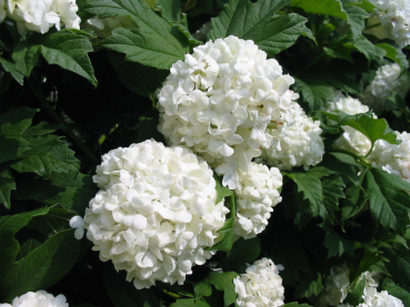 Blüte Viburnum opulus Roseum Gefüllter Schneeball